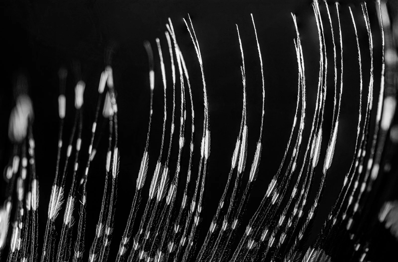 a black and white photo of a bunch of feathers