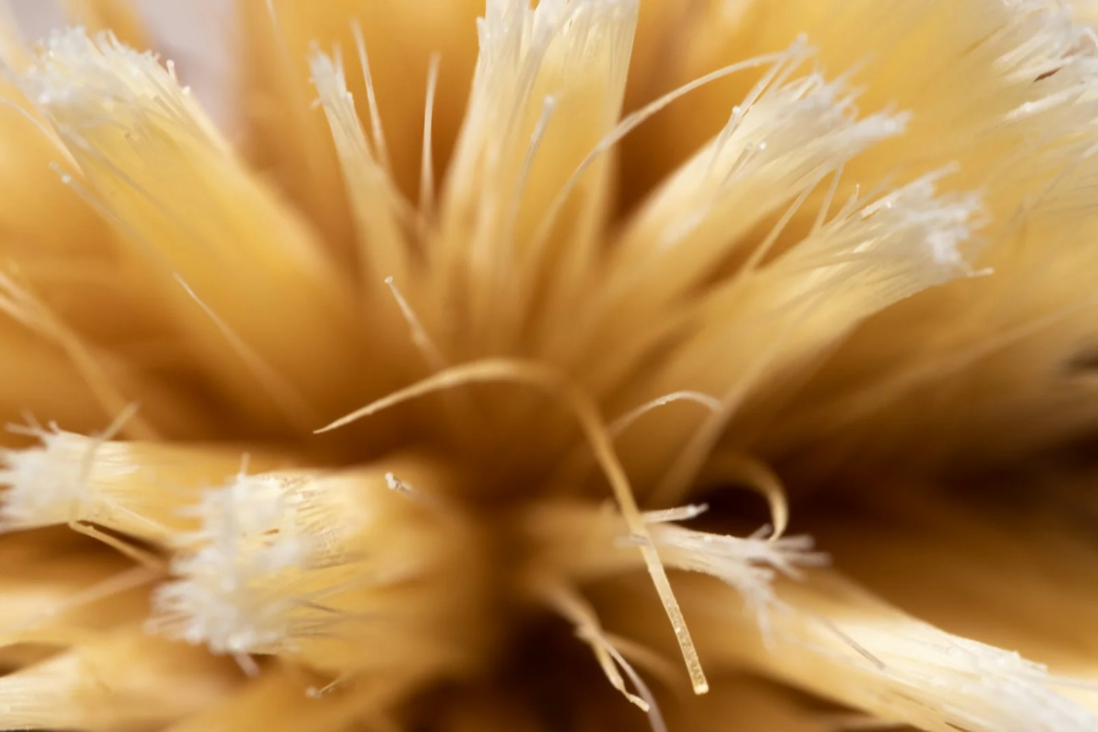 brown and white flower in macro lens photography brown and white flower in macro lens photography